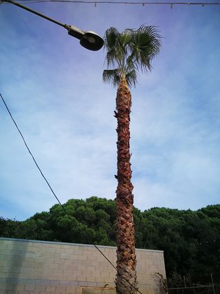 poda en altura i desbroce