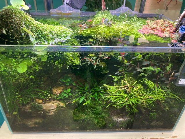 Plantas aquascape 