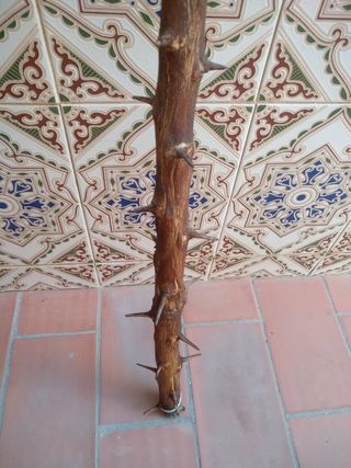 Bastón de naranjo agrio.