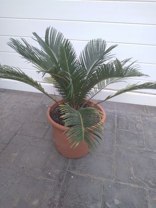 Planta cyca con maceta