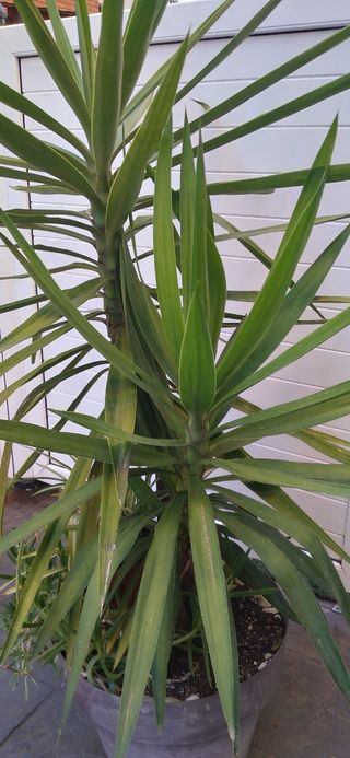 yucas en maceta grande, pack de plantas y macetero