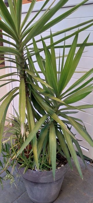 yucas en maceta grande, pack de plantas y macetero