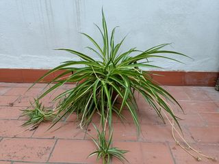Planta Cinta Mala Madre Clorofito