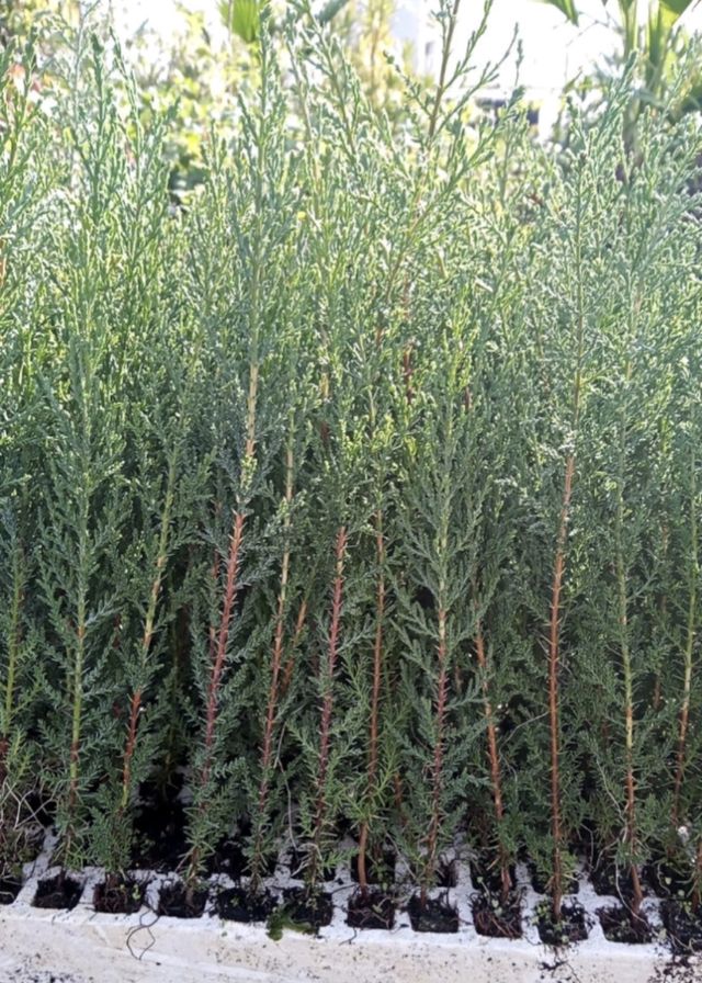 Ciprés Sempervivens.