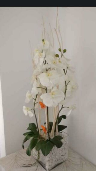 JUEGO 2 ORQUÍDEAS GRAN MACETA