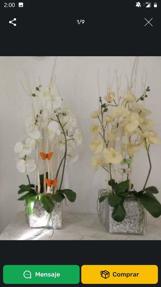 JUEGO 2 ORQUÍDEAS GRAN MACETA