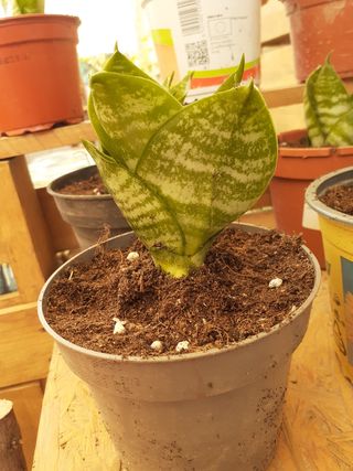 Plantas suculenta Sanseviera trifoliata