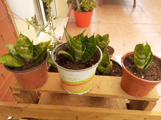 Plantas suculenta Sanseviera trifoliata