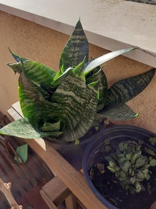 Plantas suculenta Sanseviera trifoliata