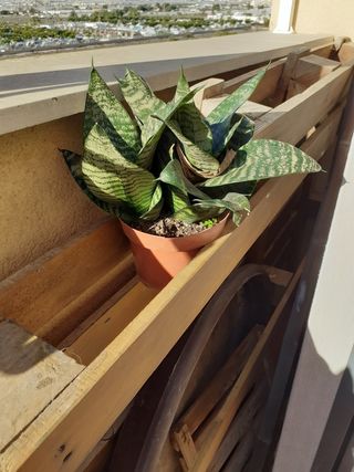 Plantas suculenta Sanseviera trifoliata