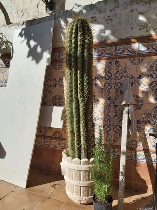 CACTUS GRANDE. 1,50 M. X CM.