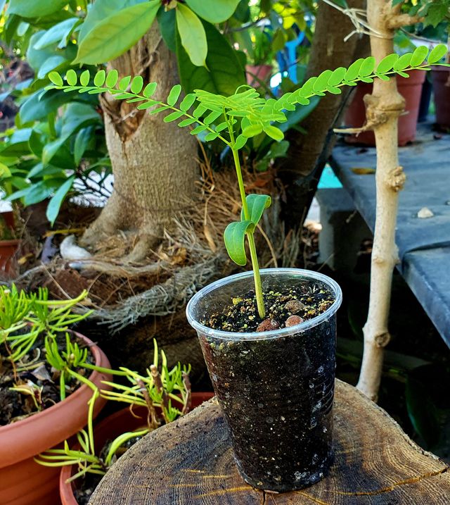 Plantón de Flamboyán / Delonix regia