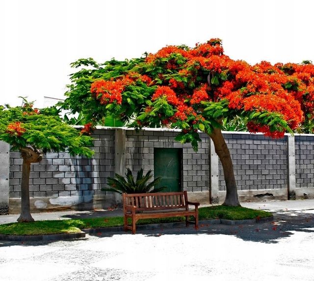 Plantón de Flamboyán / Delonix regia