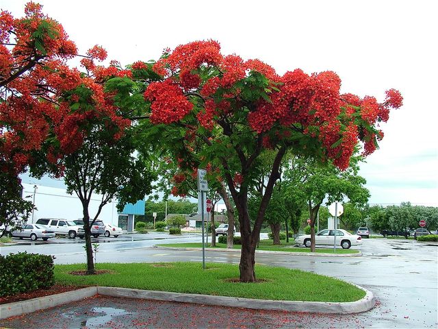 Plantón de Flamboyán / Delonix regia