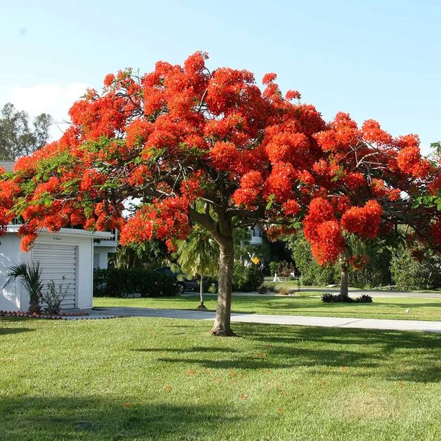 Plantón de Flamboyán / Delonix regia