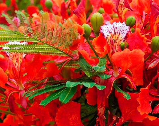 Plantón de Flamboyán / Delonix regia