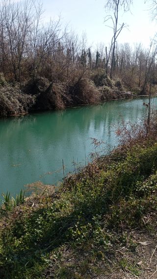 servicios jardineria  tala i poda