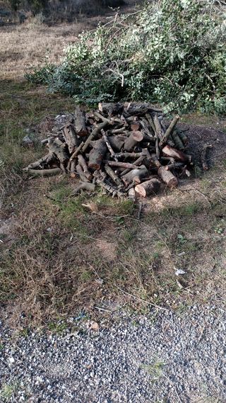 servicios jardineria  tala i poda