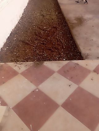 servicios jardineria  tala i poda