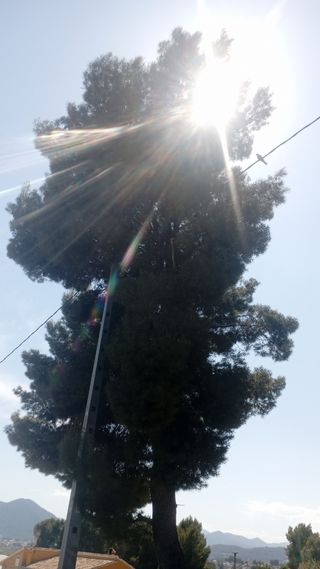 servicios jardineria  tala i poda