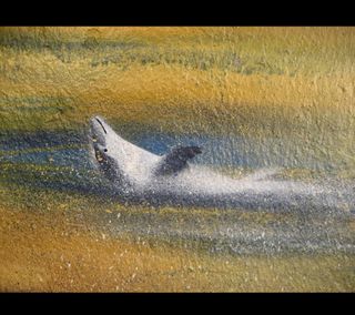 Trabajos de Dibujo, Grafiti, Muralista