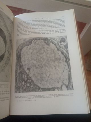 Histología y anatomía microscópica humana.W. Bargm