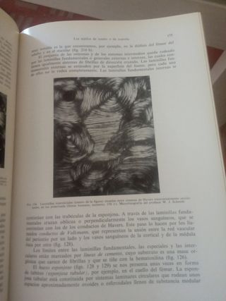 Histología y anatomía microscópica humana.W. Bargm