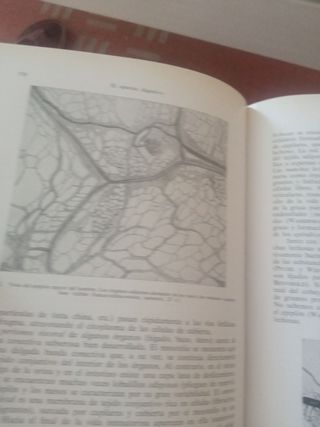 Histología y anatomía microscópica humana.W. Bargm