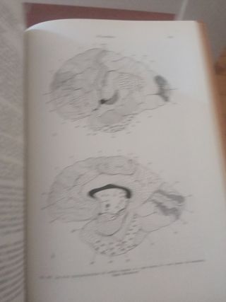 Histología y anatomía microscópica humana.W. Bargm