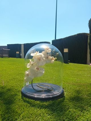 Terrario especial para plantas