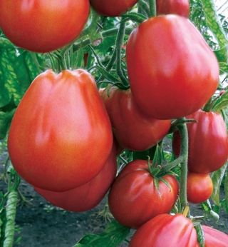 Semillas de tomate "Puzata-khata" (10 unidades)