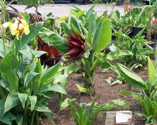 Semillas Bananero Huérfano (Ensete lecongkietti)