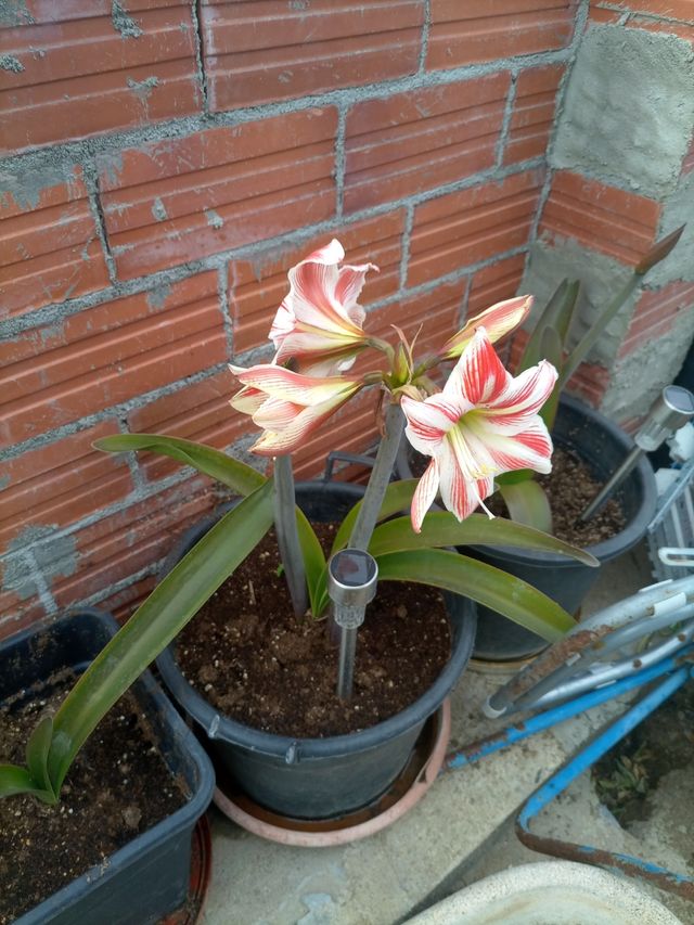 planta la nuera y la suegra