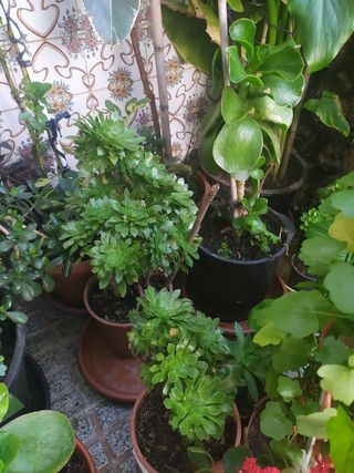 plantas Suculentas y cactáceas