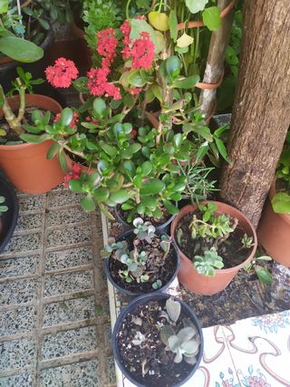 plantas Suculentas y cactáceas