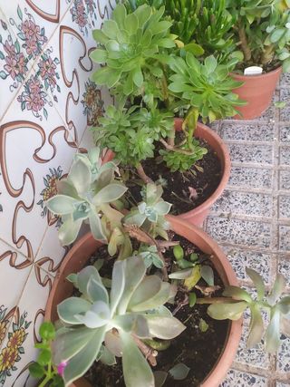 plantas Suculentas y cactáceas