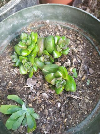 plantas Suculentas y cactáceas