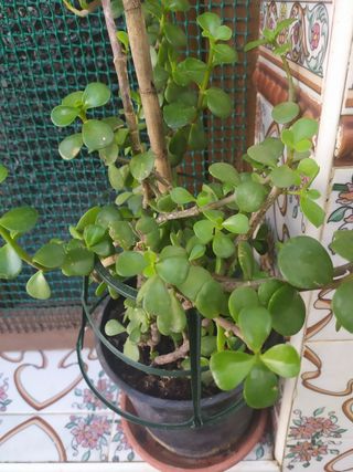 plantas Suculentas y cactáceas