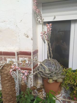 plantas Suculentas y cactáceas