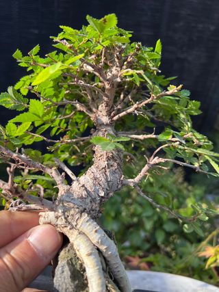 BONSAI NIRE SOBRE ROCA