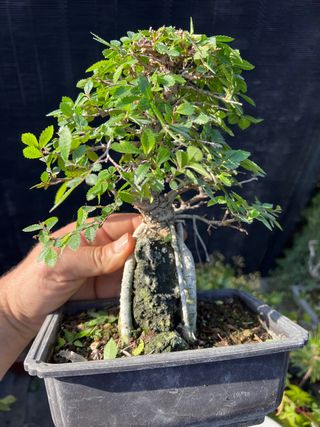 BONSAI NIRE SOBRE ROCA