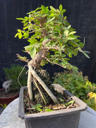 BONSAI NIRE SOBRE ROCA