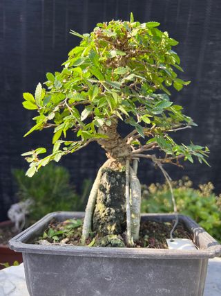 BONSAI NIRE SOBRE ROCA