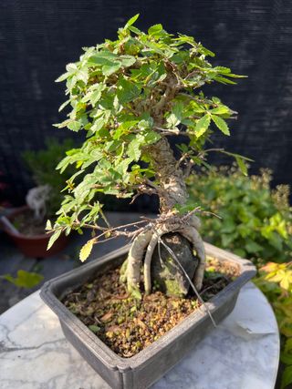 BONSAI NIRE SOBRE ROCA