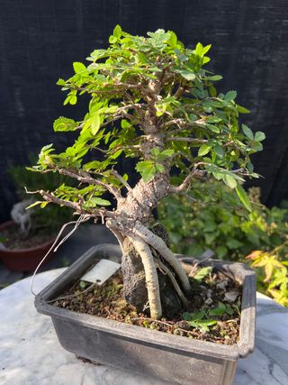 BONSAI NIRE SOBRE ROCA