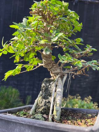 BONSAI NIRE SOBRE ROCA