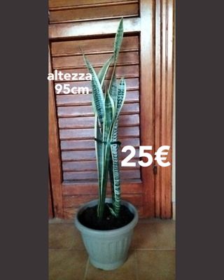 Pianta Sanseveria in vaso