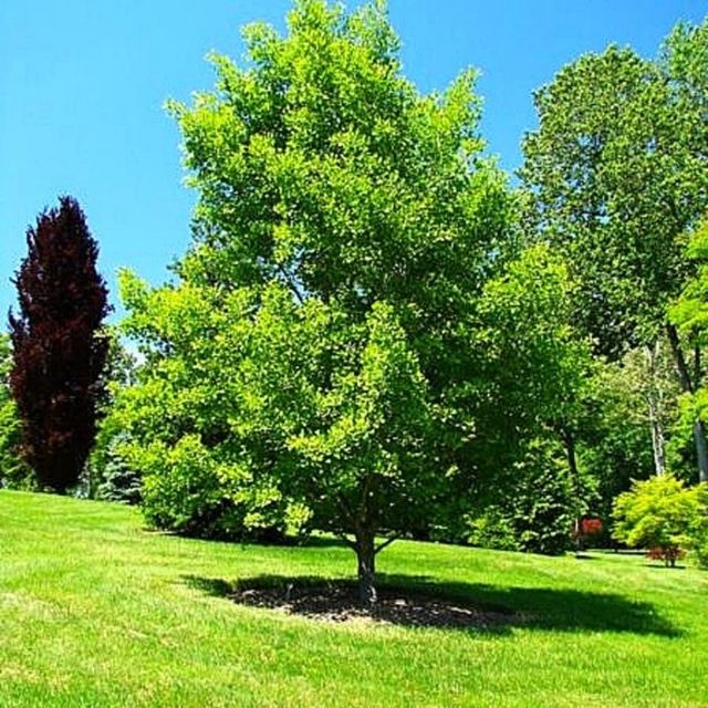 Semillas de Ginkgo Biloba