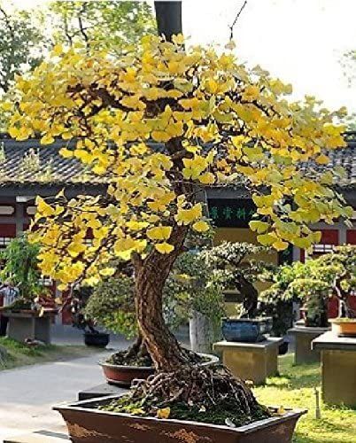 Semillas de Ginkgo Biloba