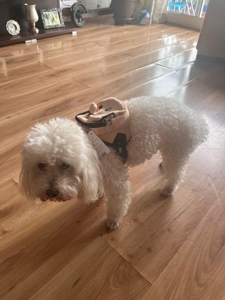 Arnes con Mochila para perritos